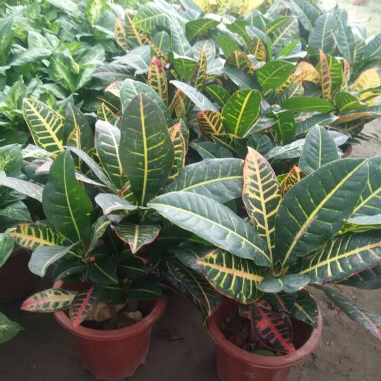 批发盆栽花卉植物变叶木 盆栽绿植变色木 吸甲醛易管理 叶色艳丽