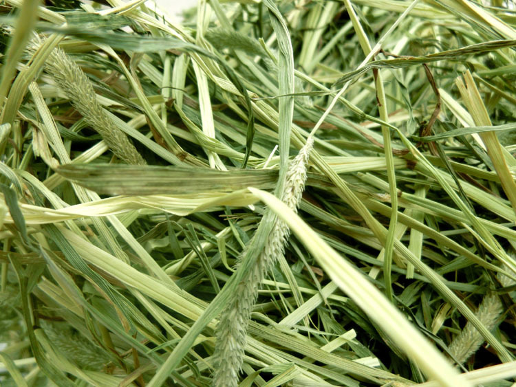 晒干提摩西草干草宠物兔子干草1kg主粮兔草龙猫牧草干40kg/捆起批