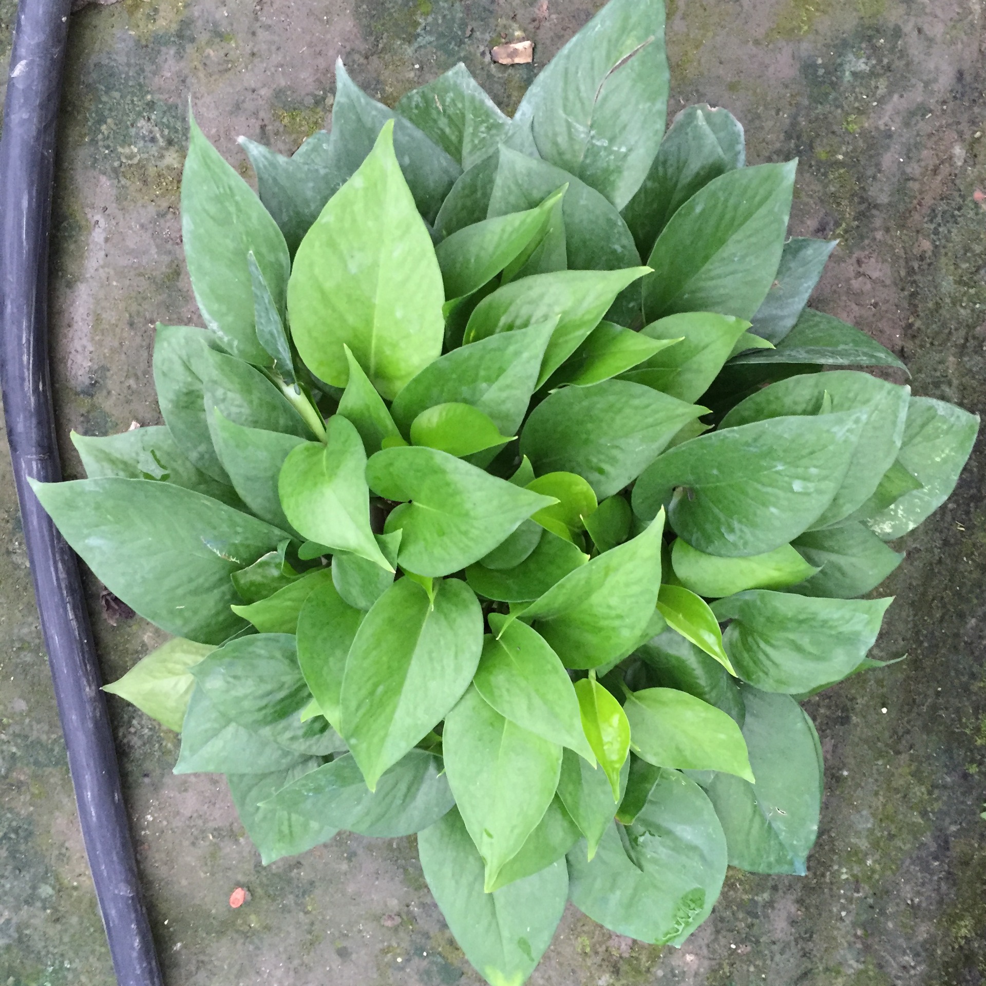 青叶绿萝盆景办公室中小型绿色花草植物花卉盆栽批发