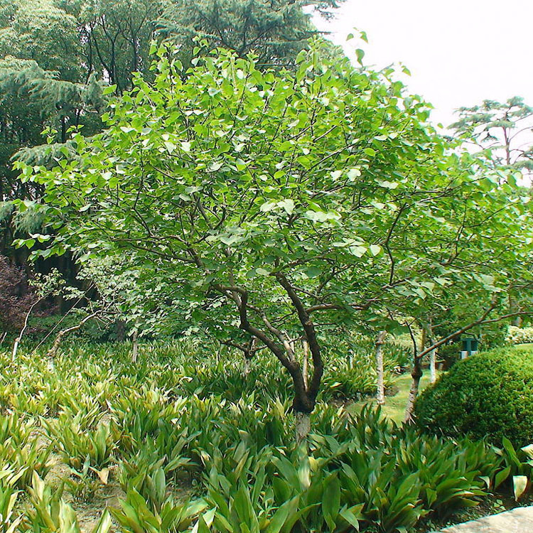 北京苗圃供应苗木花树 独杆紫丁香 送货上门保成活可负责栽植