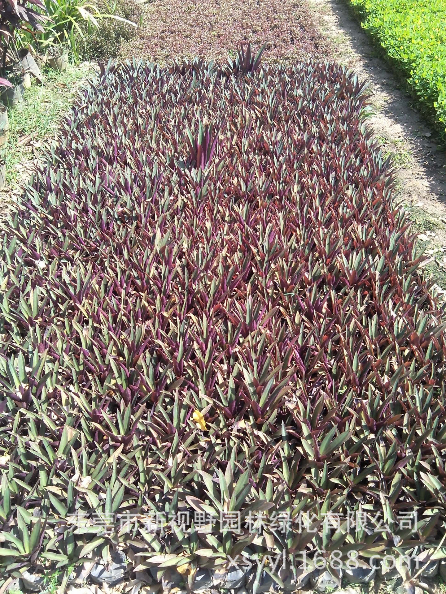 大量批发供应紫万年青叶蚌花叶红蚌兰叶紫蒀紫兰红面将军袋苗