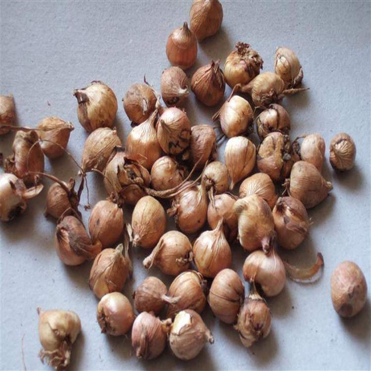 大量批发荷兰进口种球 唐菖蒲 剑兰种球 唐菖蒲种球 水培植物 - 苗木