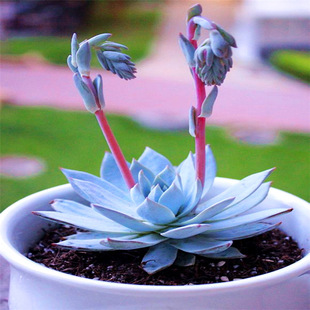 多肉盆栽植物 吉娃娃 办公卧室观景盆栽 肉肉植物防辐射易成活