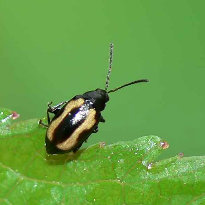 黄条跳甲属引诱剂phyllotreta vittuta fabr.诱芯 农业害虫信息素