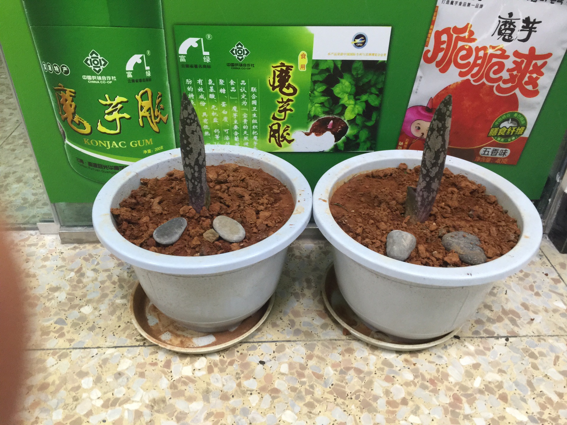 疣柄魔芋盆栽景观魔芋热带大型观赏魔芋种子魔芋霸王花