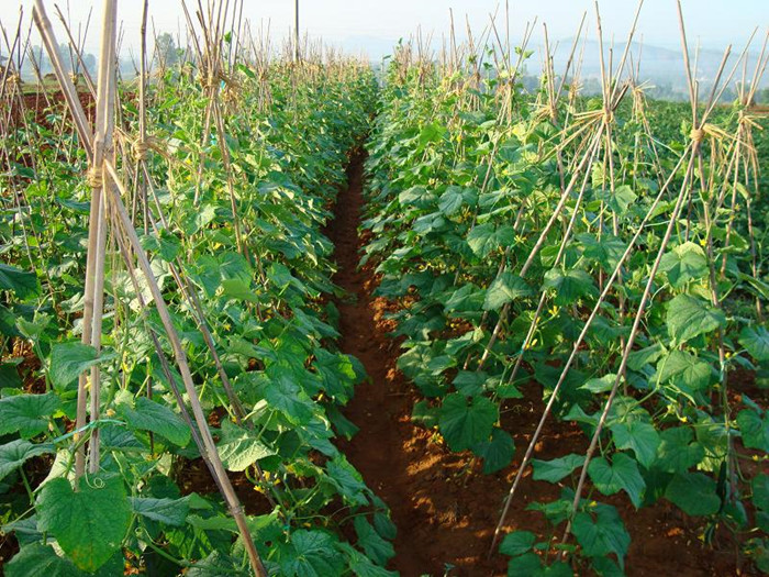 遥想当年那片黄瓜地