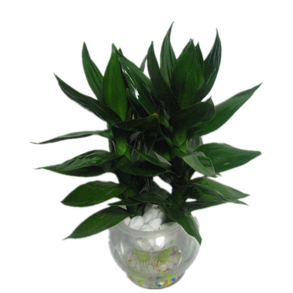 批发 水培植物 观音竹 桌面摆放 四季常青莲花竹 净化空气防辐射