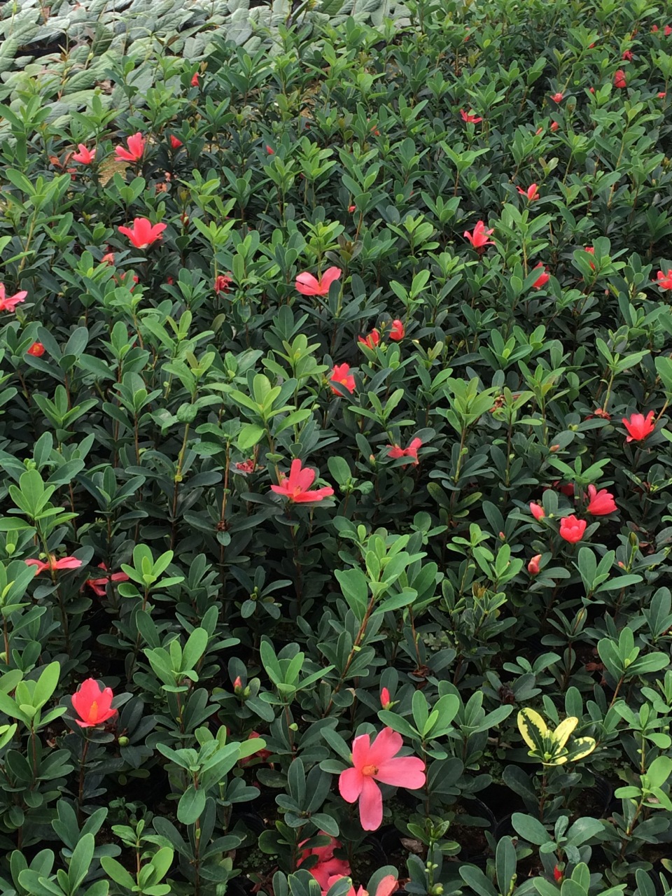 新品四季红山茶 四季杜鹃茶花 15-20公分左右 季节性带花苞