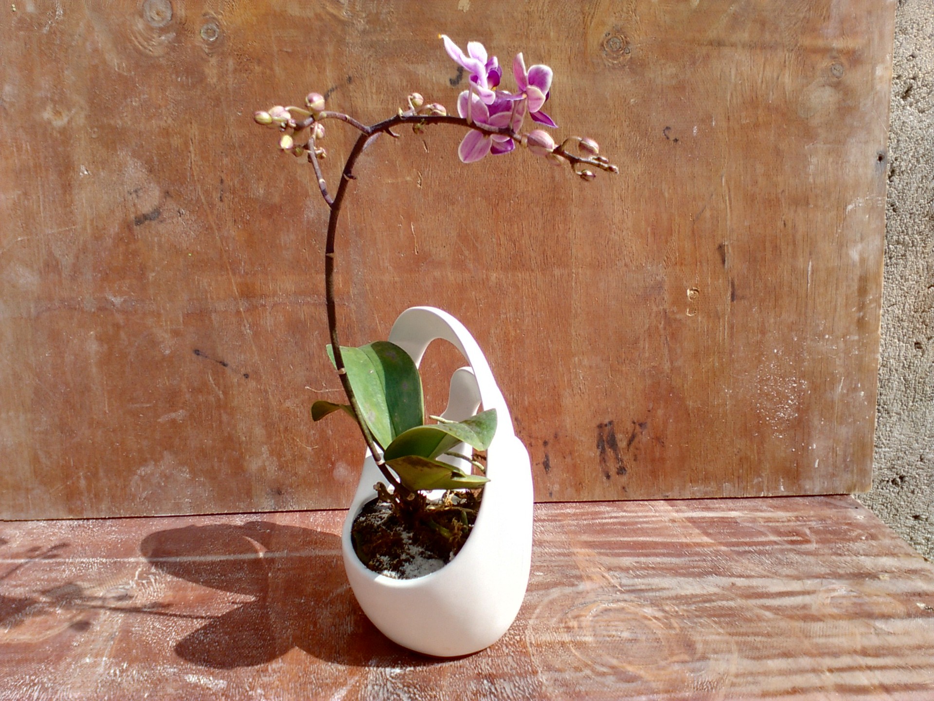 陶瓷花盆水仙花盆蝴蝶兰花盆艺术插花创意盆栽花