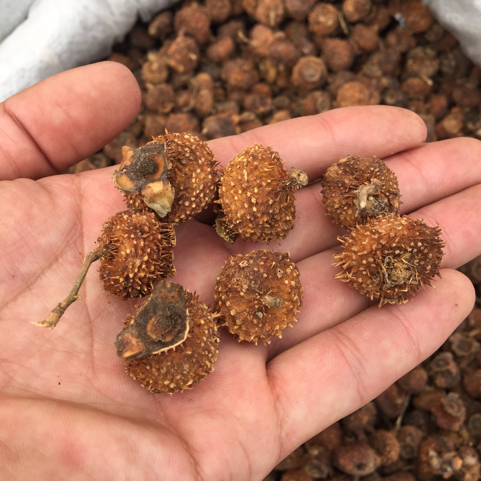 2014新货刺梨 刺梨果泡茶 美容瘦身 养肝茶原料 实物拍摄 正品