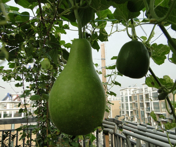 正源早生瓠子瓜 种子蒲瓜 圆瓠子 菜葫芦 户瓜种子 耐热耐寒