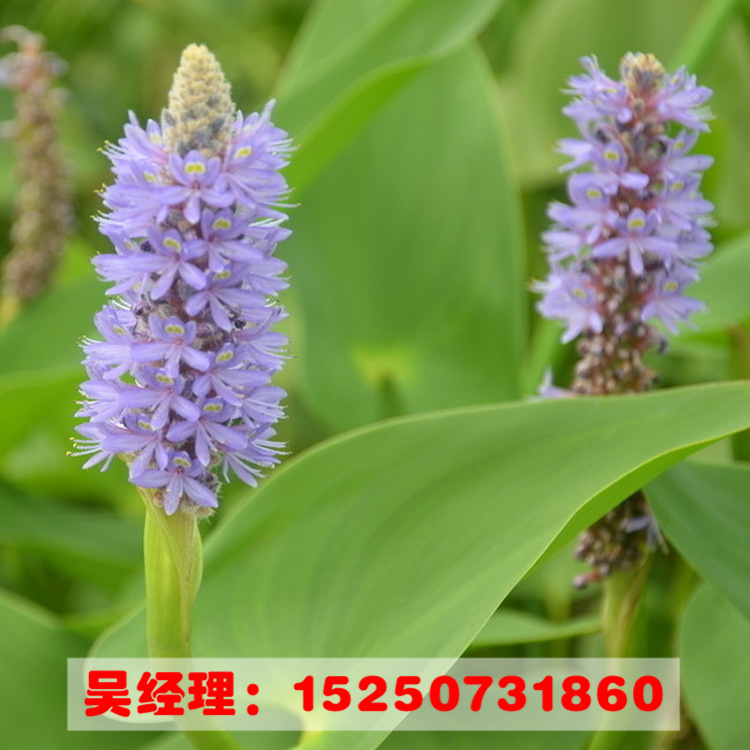 基地直销优质水生苗优质梭鱼草苗成活率高梭鱼草苗水生植物