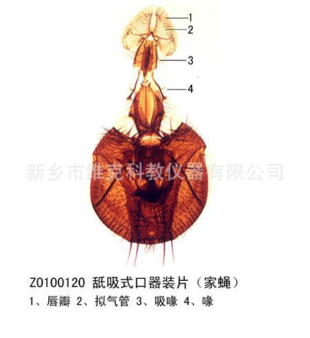 舐吸式口器装片(家蝇)
