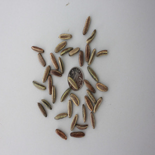 优质林木种子批发 凤凰木种子 当年新采 质量保证 成活率高