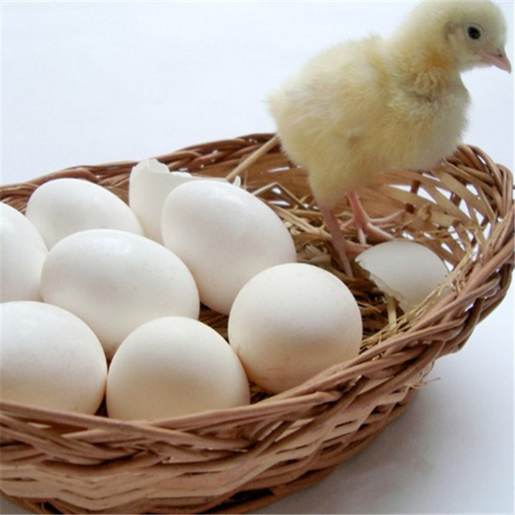 厂家批发新鲜白壳鸡蛋土鸡蛋草鸡蛋白壳乌鸡蛋鹅蛋白量大价优