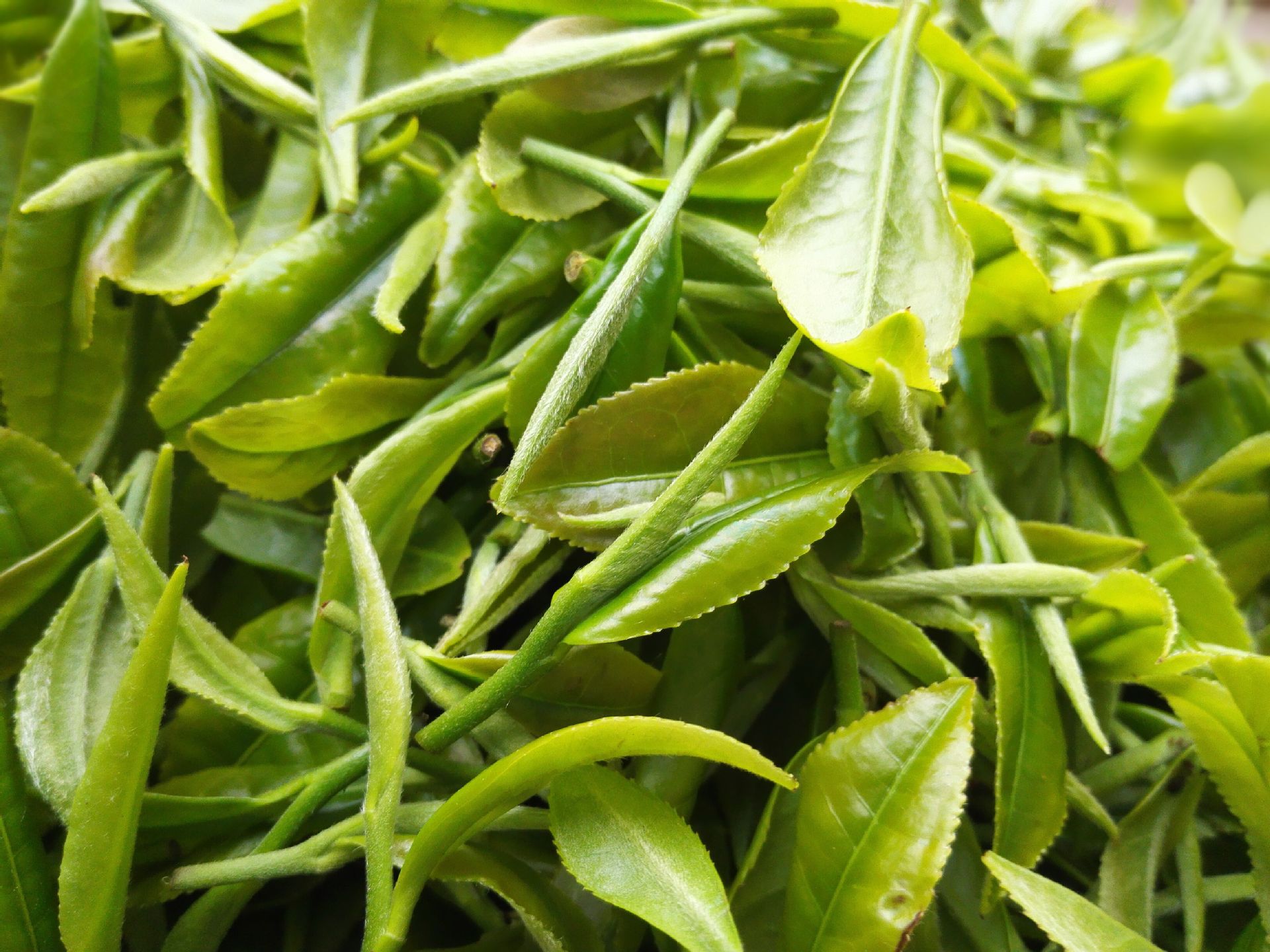 经销供应广西绿茶 三江精选有机绿茶 散装