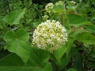 青洋参提取物 10:1 断节参提取物