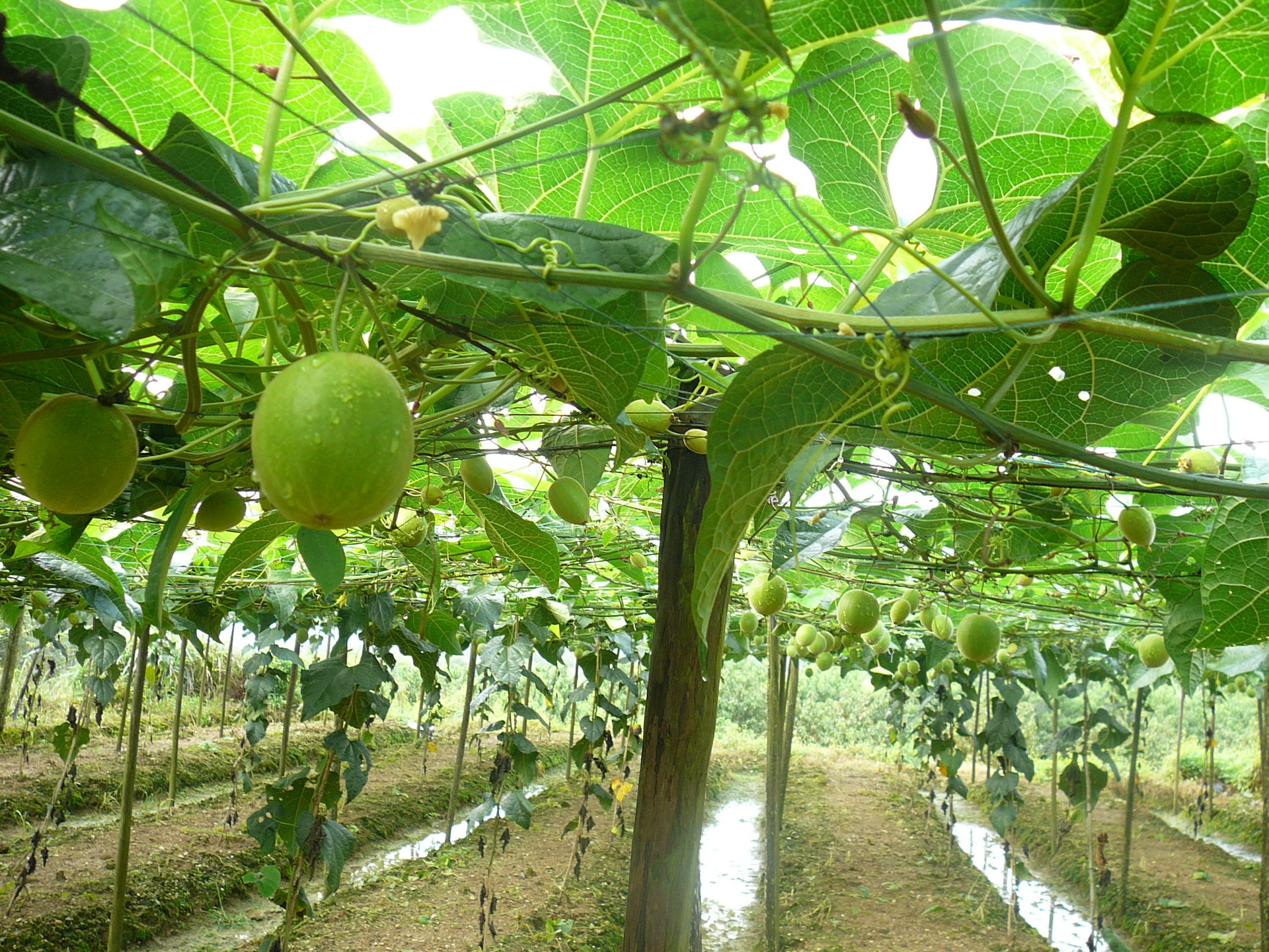 广西 桂林真空脱水 罗汉果 批发 特级精选 大果全国包邮