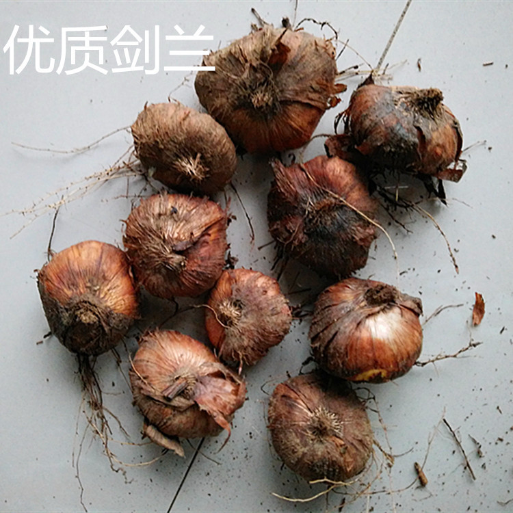 供应 唐菖蒲种球 大量批发优质种球 剑兰种球