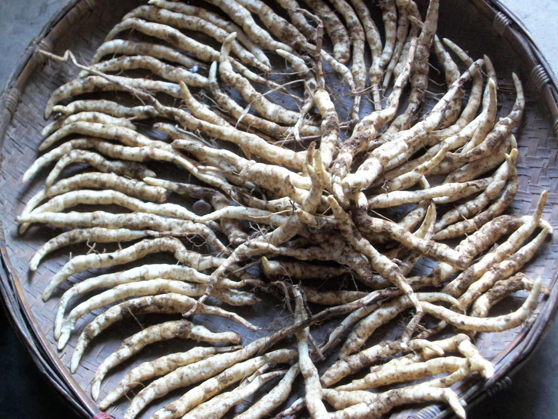 地参提取物 地藕浓缩粉 地笋提取物 森冉生物厂家直销