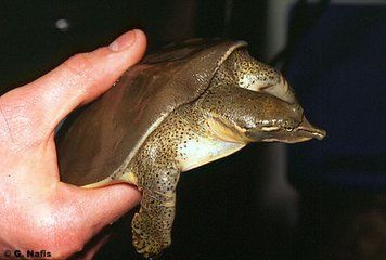 角鳖成品 三年以上生态养殖 营养丰富 滋补佳品