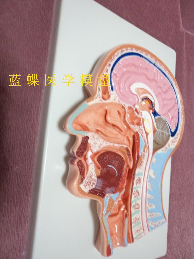 头部正中矢状切面模型 半边头颅可拆半边人脑 人体头部解剖模型