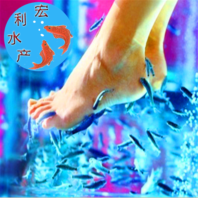 足疗鱼亲亲鱼