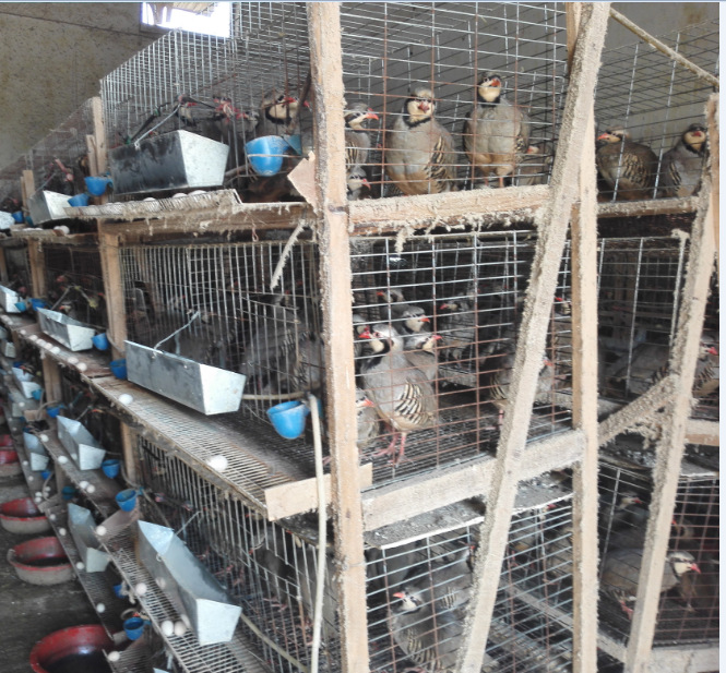 商品鹧鸪 石鸡 4-5两 常年供应 可根据客户要求提供鹧鸪白条 - 养殖