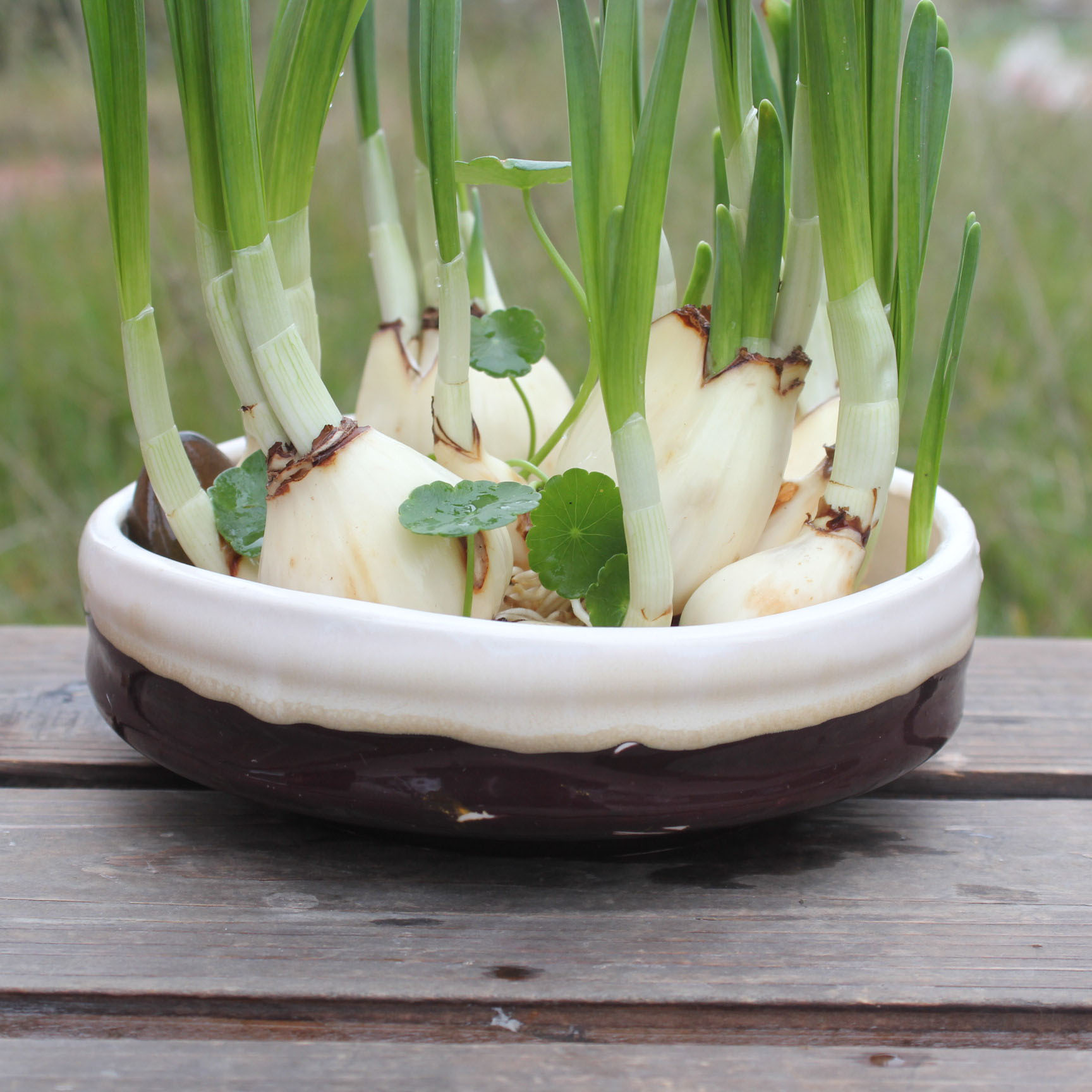 水仙花盆四款造型12547多肉花盆底部无孔陶瓷花盆陶瓷工艺品