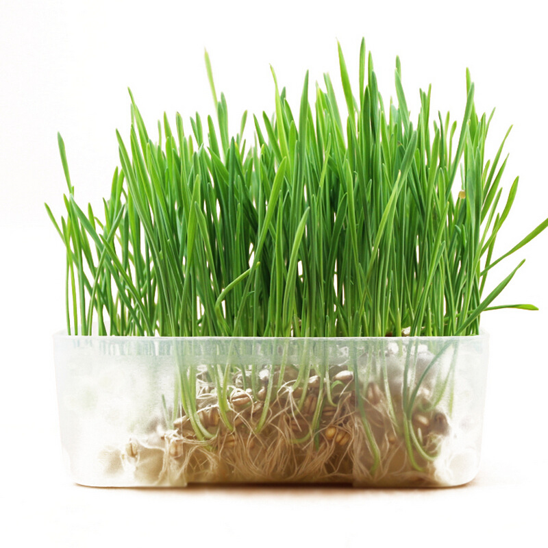 全新包装_全新 水晶 猫草种子种植 天然猫薄荷 助消化 - 阿里巴巴