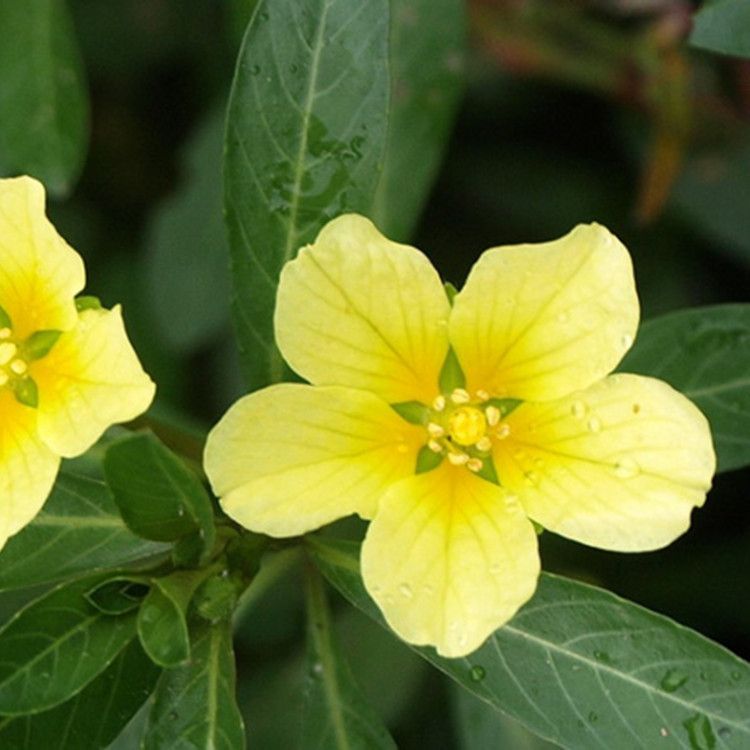 黄花水龙批发 水龙 重庆水生植物 水生花卉 浮水植物 基地直供