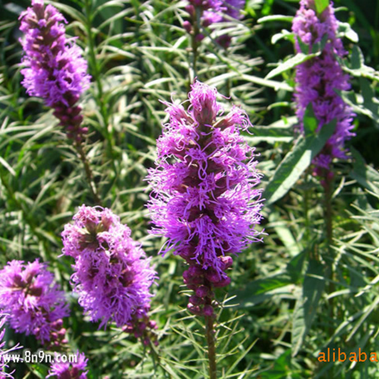 诚信苗圃供应金鸡菊 荷兰菊 玉带草,金娃娃,红娃娃,等