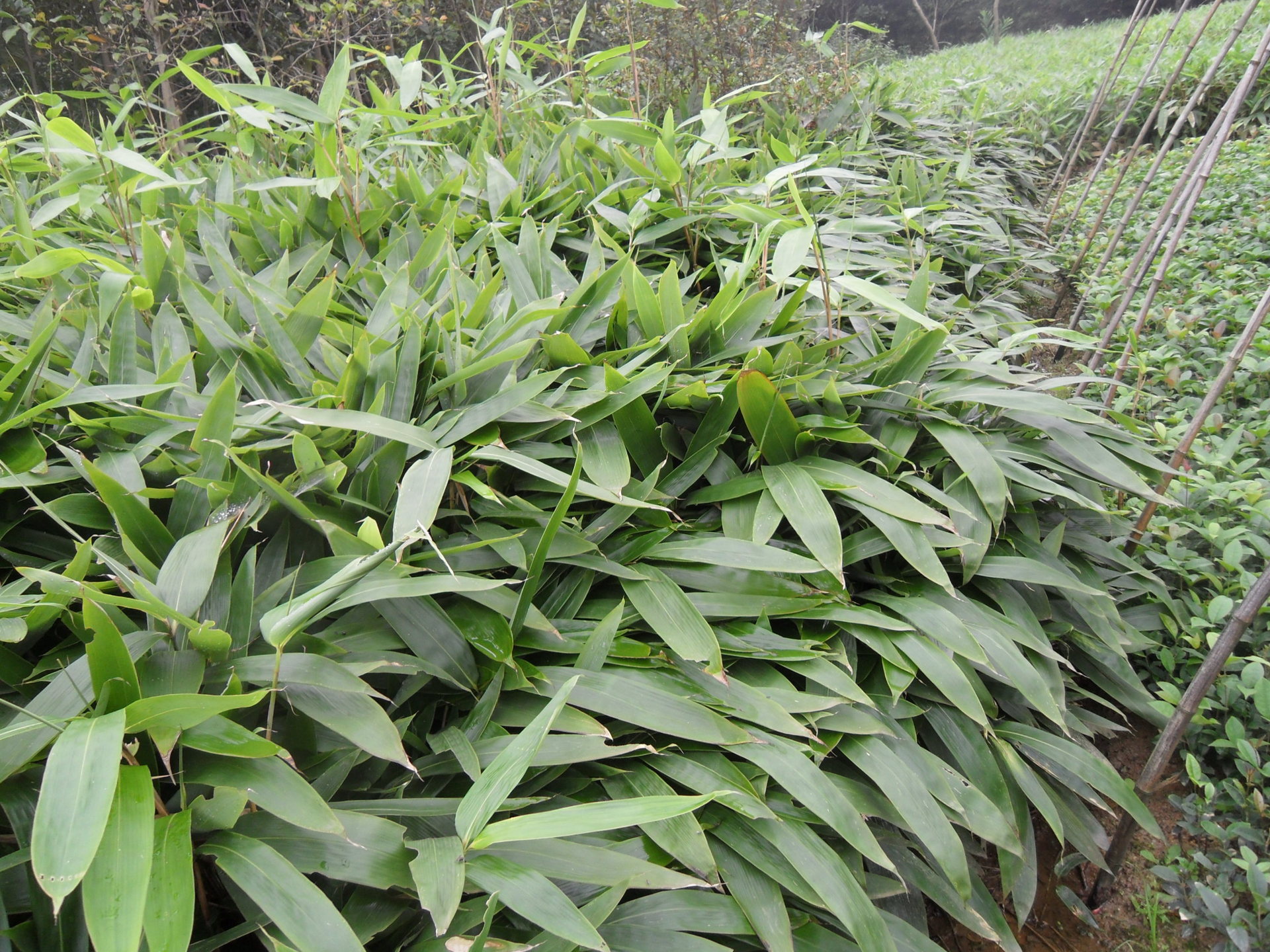 【潢川县仁和镇豫南竹村种植基地】箬竹运营商介绍 - 石墨碳素