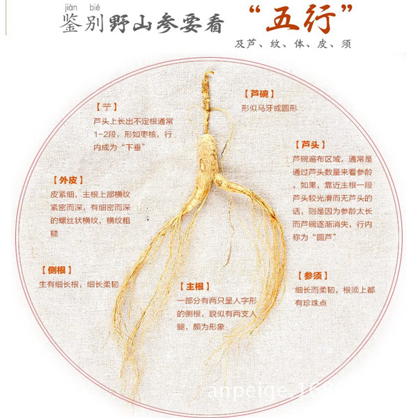 吉林长白山特产人参野山参 移山参单支林下参人参粉煲汤泡酒药材