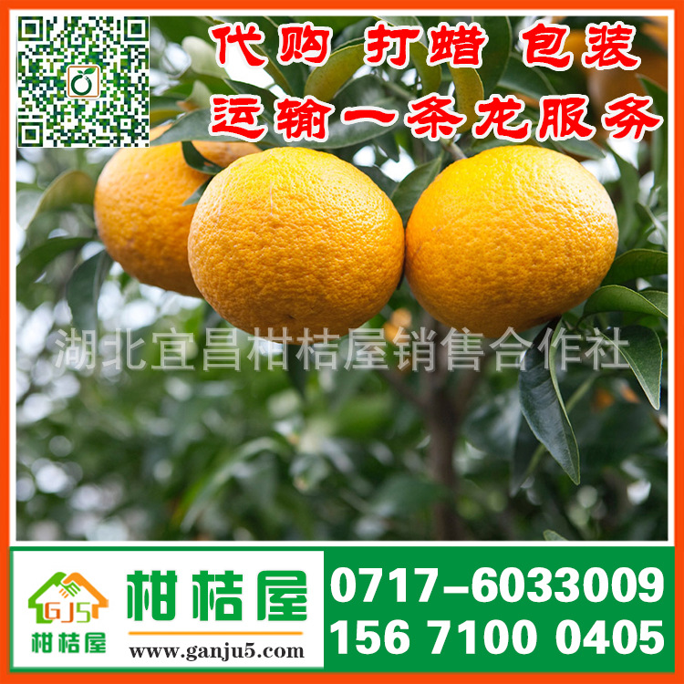 河南省南阳市特早柑橘产品展示