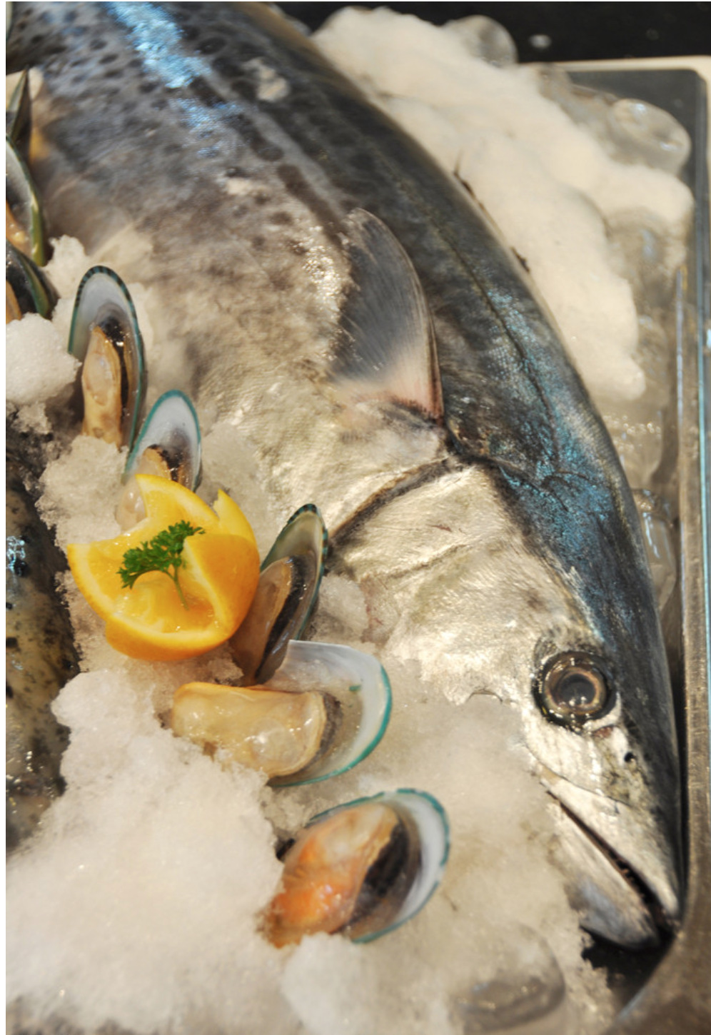 厂家直销 大连优质鲜活水产品 高档巴鱼 肉质鲜美 高档巴鱼鲅鱼