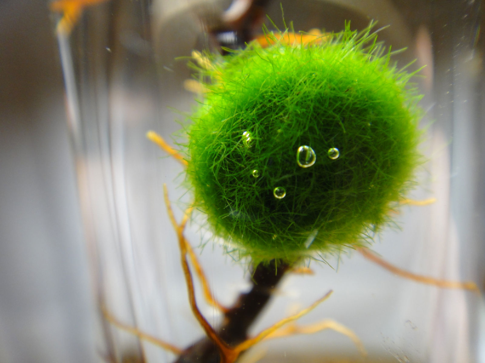 饲料级小球藻粉 绿藻粉 厂家供应 欢迎咨询 量大从优