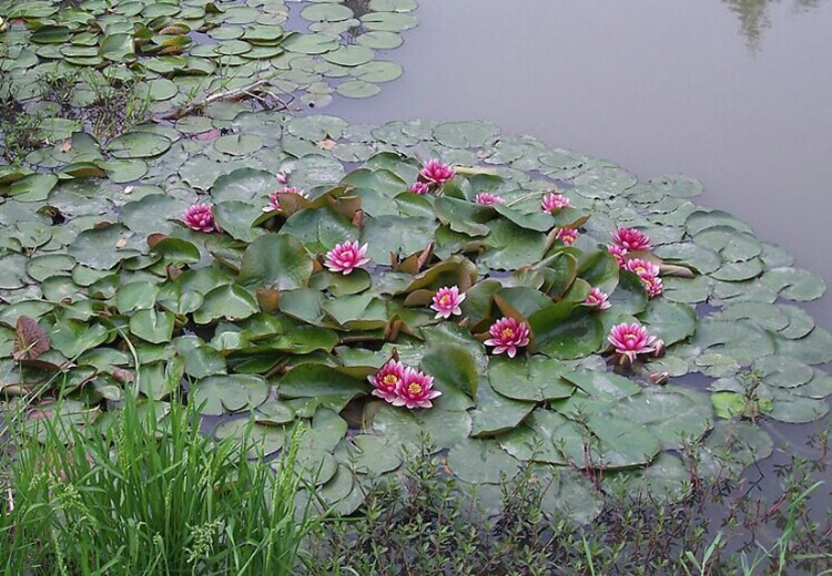 睡莲根块水生植物颜色品种齐全观赏水生花卉睡莲种苗睡莲
