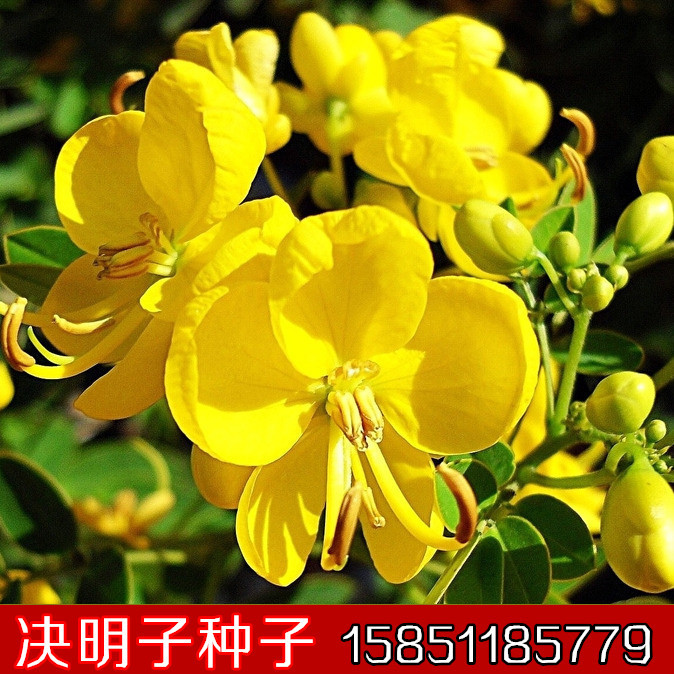 批发零售决明子种子 双荚决明 草决明伞房决明种子 中药药材种子