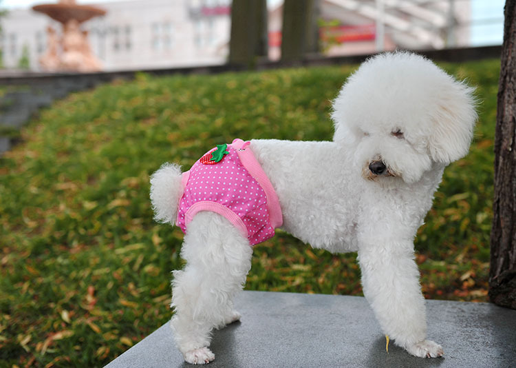 泰迪小狗安全裤母狗发情内裤狗月经裤防骚扰安全裤狗狗宠物生理裤