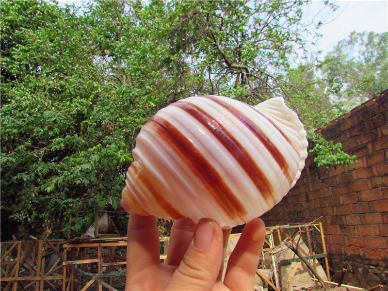 天然贝壳大海螺琴螺鱼缸水族箱装饰卷贝鱼繁殖壳创意盆栽水波螺