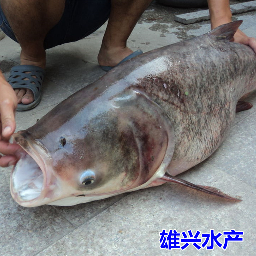 鳙鱼 雄兴水产大头鱼鳙鱼苗批发 淡水鱼苗养殖