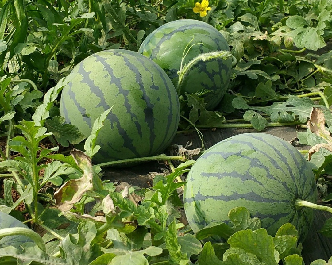 新鲜大西瓜正宗沙地高糖瓜量大从优厂家批量直供无籽西瓜