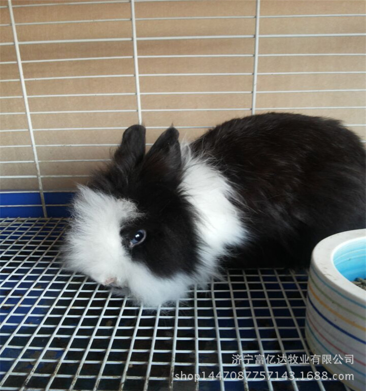 伊普吕肉兔山东种兔繁育场 养殖兔笼 安哥拉长毛兔 肉食兔