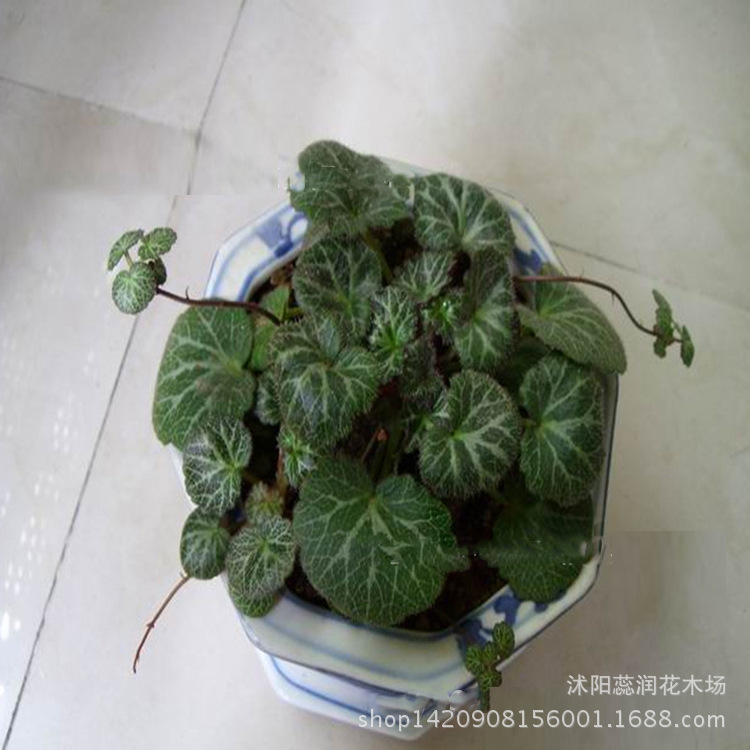 耐阴观叶植物 虎耳草 又名金丝荷叶 可盆栽 垂挂 治疗中耳炎图片