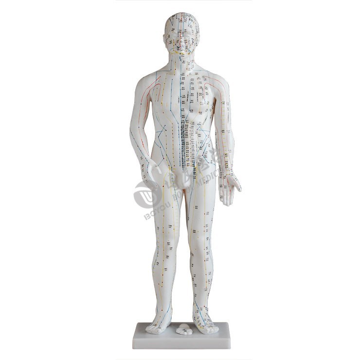 高70cm 人体针灸模型(男性)中医教学