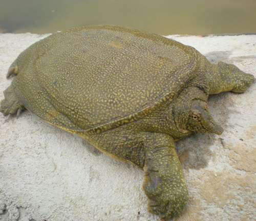 种甲鱼 种鳖 种团鱼 商品食用甲鱼 甲鱼苗