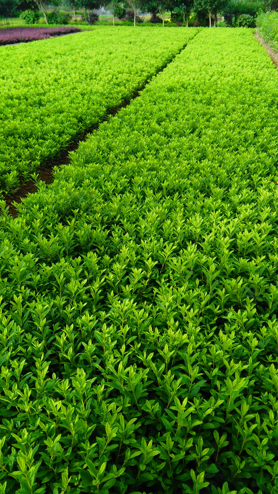 园林乔木罗汉松 造型罗汉松 造型好看 树形精美 绿湘情苗圃.