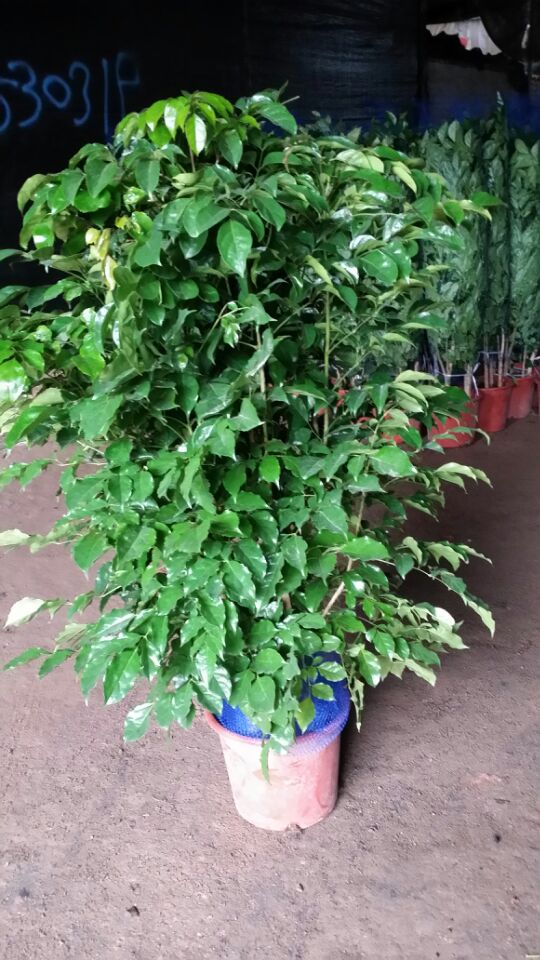 直销绿宝树 富贵树大型植物客厅办公室盆栽绿宝观叶盆