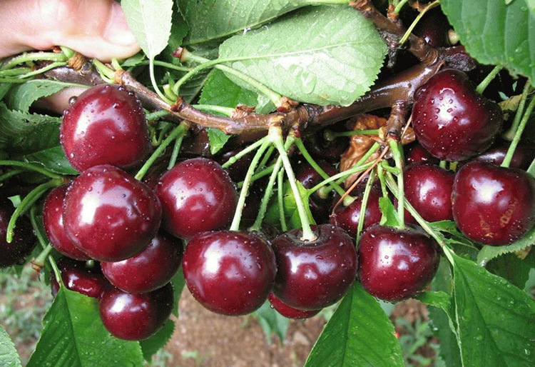 山东大樱桃 烟台福山意大利早红樱桃 新鲜车厘子樱桃批发